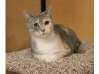 Adopt Nellie a Calico or Dilute Calico Domestic Shorthair (short