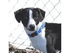 Adopt Goofy a Terrier Beagle