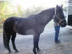 Adopt Aros a Quarterhorse Arabian