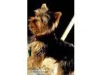 Yorkie AKC Pups