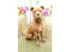Adopt Titus-FREE ADOPTION a RedGoldenOrangeCh estnut Catahoula L