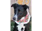 Adopt Harvey a Black Labrador Retriever Border Collie