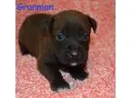 Adopt Grunman a Pit Bull Terrier
