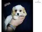 Adopt Dallas a BrownChocolate - with Tan Terrier (Unknown Type