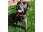 Adopt Virginia - Adopted a Labrador Retriever