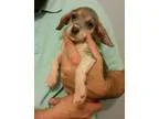 Adopt Daisey-5 pounds a GraySilverSalt and Pepper - with White S