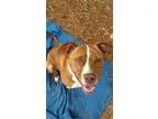 Adopt Canela a RedGoldenOrangeCh estnut - with White American St