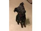 Adopt Lace a BrownChocolate - with Black Rottweiler  Shepherd (U