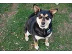 Adopt Sweetie a Corgi Beagle