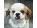 Adopt Jonah Paul a RedGoldenOrangeCh estnut Japanese Chin  Mixed