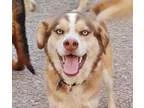 Adopt Marlow a RedGoldenOrangeCh estnut - with White Husky  Mixe