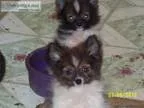 For Sale small Pappypoms