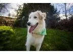 Adopt Loki a White Great Pyrenees  Mixed dog in Portland OR (150