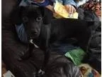 Adopt Flash a Dachshund Italian Greyhound