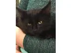 Adopt Eve a Domestic Short Hair