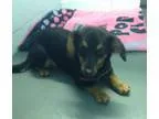 Adopt Nova a White - with Tan Yellow or Fawn Belgian Malinois  M