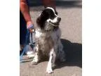 Miss Ritz - Female New Zealand Mix