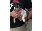 Adopt Suzy a Shih Tzu