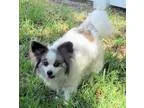 Adopt Lyzette (in FL) a Papillon