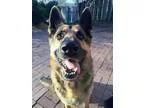 Adopt Romeo (and Lilly) a German Shepherd Dog