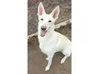 Adopt Sascha a German Shepherd Dog