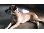 Adopt Duke a Great Dane