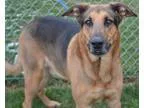 Adopt Ernie a TanYellowFawn - with Black German Shepherd Dog  An