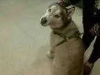 Adopt LOBO a Alaskan Malamute  Mixed dog in Murray UT (15199435)