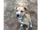 Adopt Glade Glen a Boxer