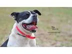 Adopt Tia a Boxer Pointer