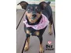 Adopt 370297 Dez a Black - with Tan Yellow or Fawn Miniature Pin