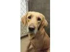 Adopt Sandy a Labrador Retriever