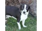 Adopt Donald a Terrier Beagle