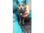 Adopt Christian a Gray or Blue Domestic Shorthair (short coat) c