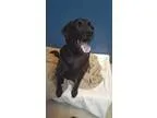 Adopt Gavin a Black Labrador Retriever  Mixed dog in Bellingham 