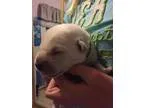 Adopt Tango a Jindo