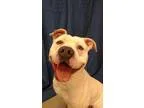 Adopt Biggs a American Staffordshire Terrier