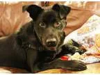Adopt Rollo a German Shepherd Dog Labrador Retriever