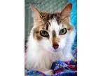Adopt Dasher a Tabby - Brown