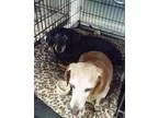 Adopt Archie a Tricolor (TanBrown and Black and White) Jack Russ