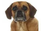 Adopt The Puggles a Pug Beagle