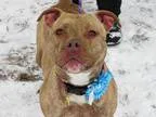 Adopt Steffi a TanYellowFawn - with White Terrier (Unknown Type