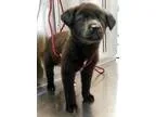 Adopt Jerry a Labrador Retriever German Shepherd Dog