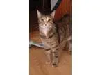 Adopt Morgan a Brown Tabby Domestic Shorthair (short coat) cat i