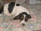 Basset Hound boy