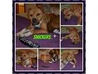 Adopt Snickers a Pit Bull Terrier Boxer