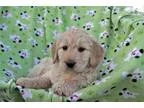 Boy I Adorable F1b Goldendoodle Puppy
