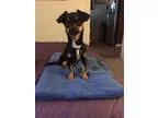 Adopt Land a Terrier (Unknown Type Small)  Mixed dog in Berkeley