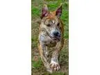 Adopt 60339 Tigger a Brindle American Pit Bull Terrier  Mixed do