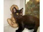 Aiken Pet Sitters